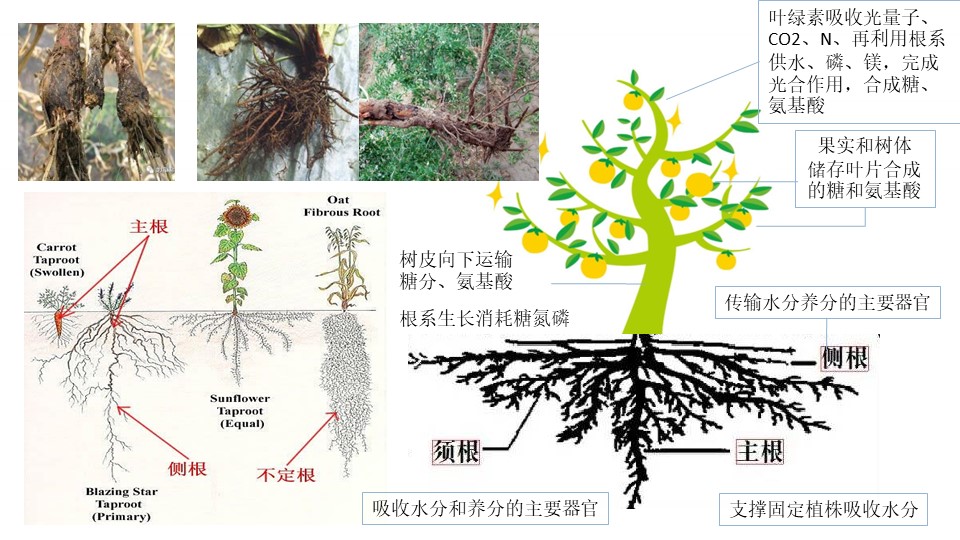 趙總20221126-種植提質(zhì)增效-坤禾微生態(tài)肥-營銷培訓(xùn).jpg